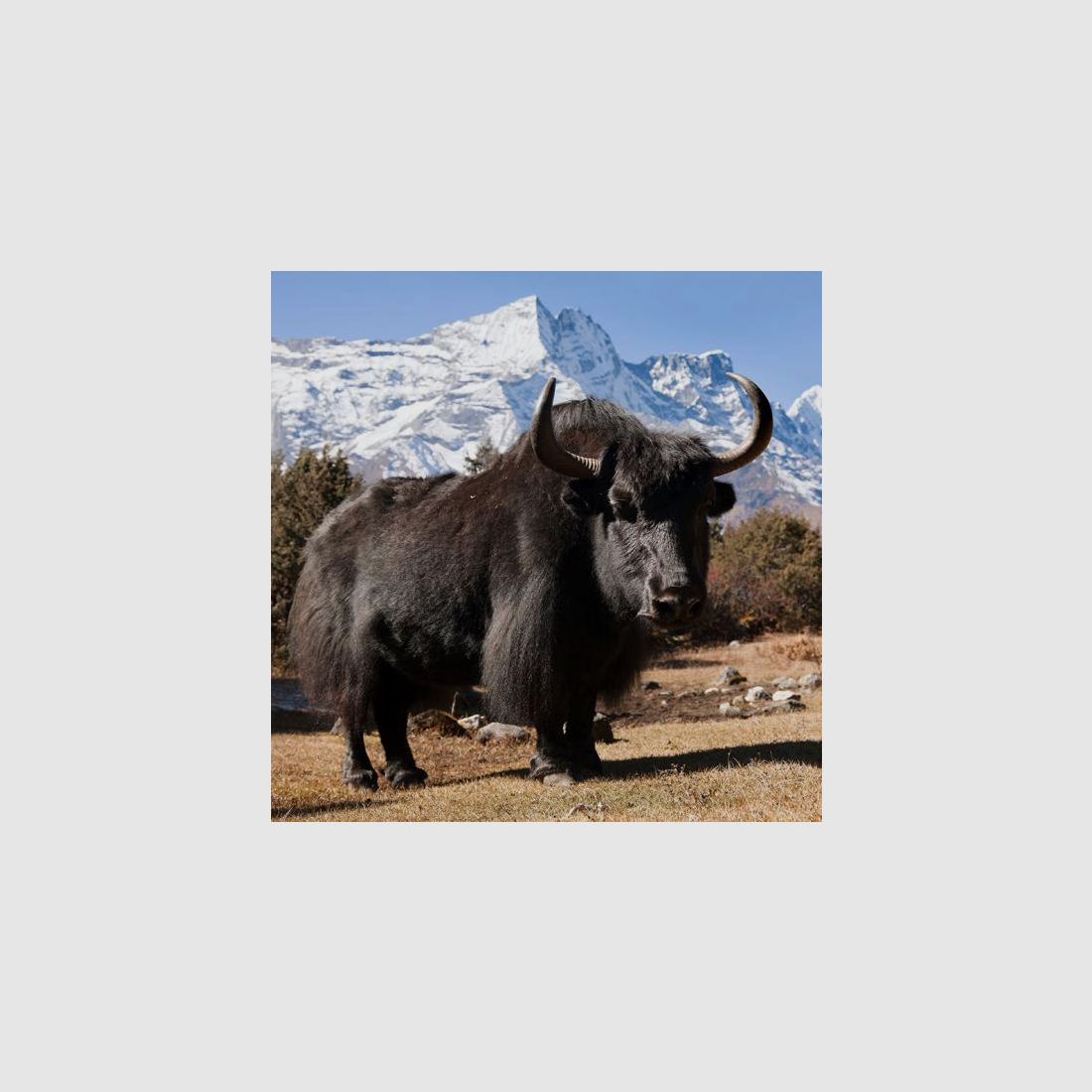 AKAH Umhängeleine aus Yak-Leder Velours, Bild 5 von 5