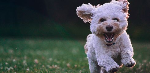  Wie erkennt man, ob ein Hund zu dünn ist?