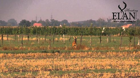 Roebuck calling hunt in Hungary!