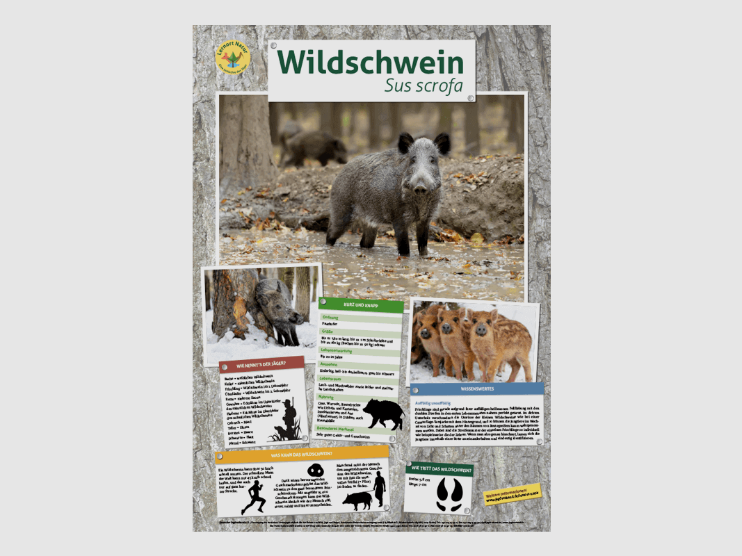 Lernort Natur-Tierposter Wildschwein