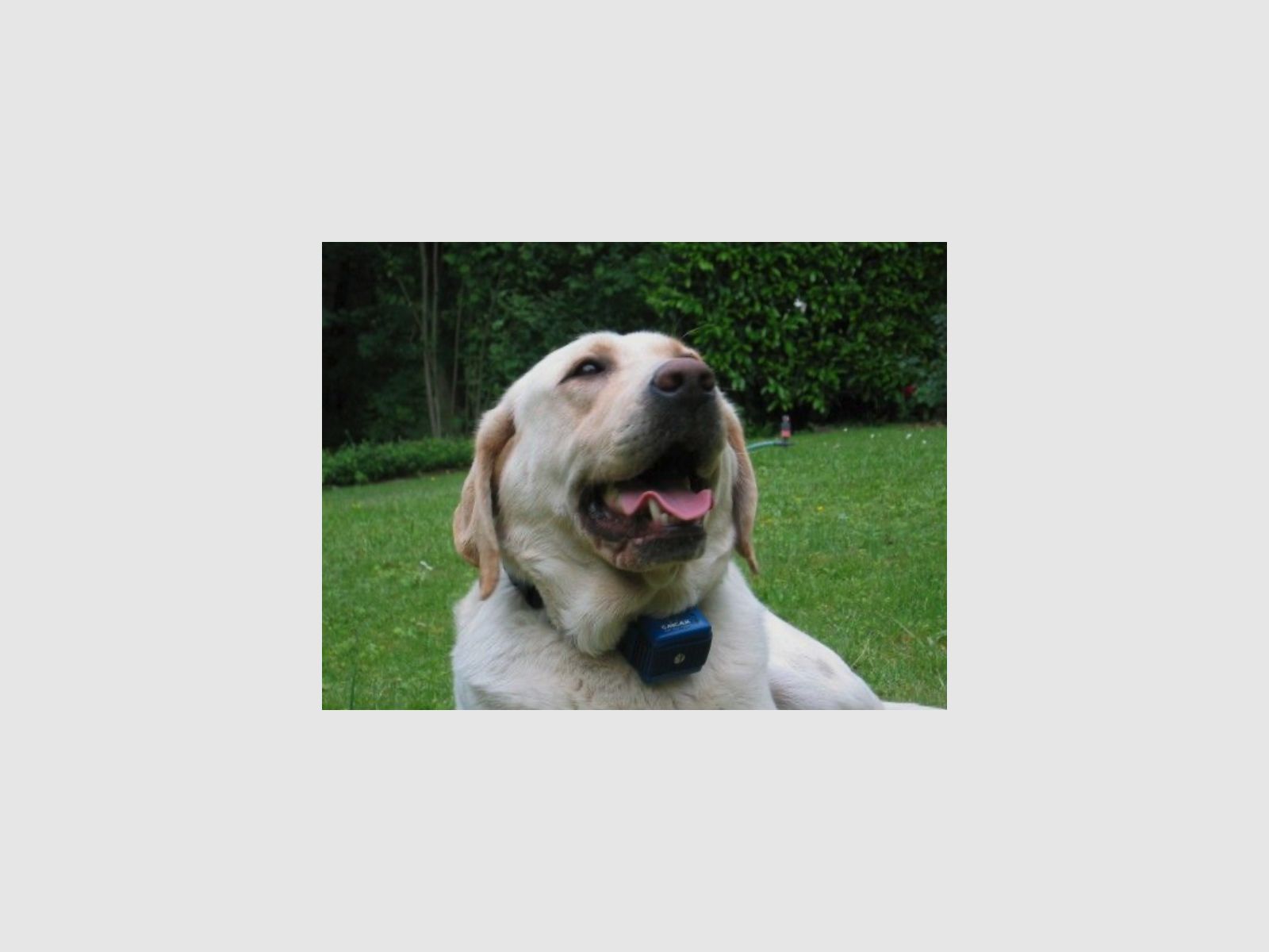 NUMAXES CANICALM Classic Antiblafhalsband vanaf 10kg Stroom- & Geluidsignaal