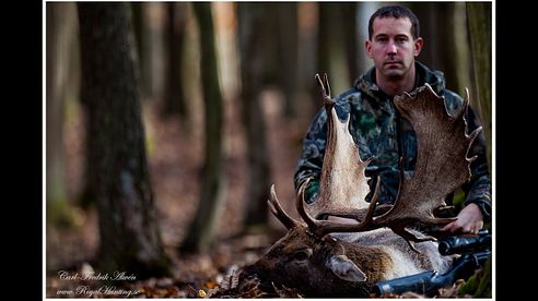 FallowDeer DovHjort DamHirsch Gold Guld 223p cic