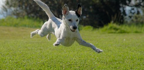 Hund entlaufen - was tun?