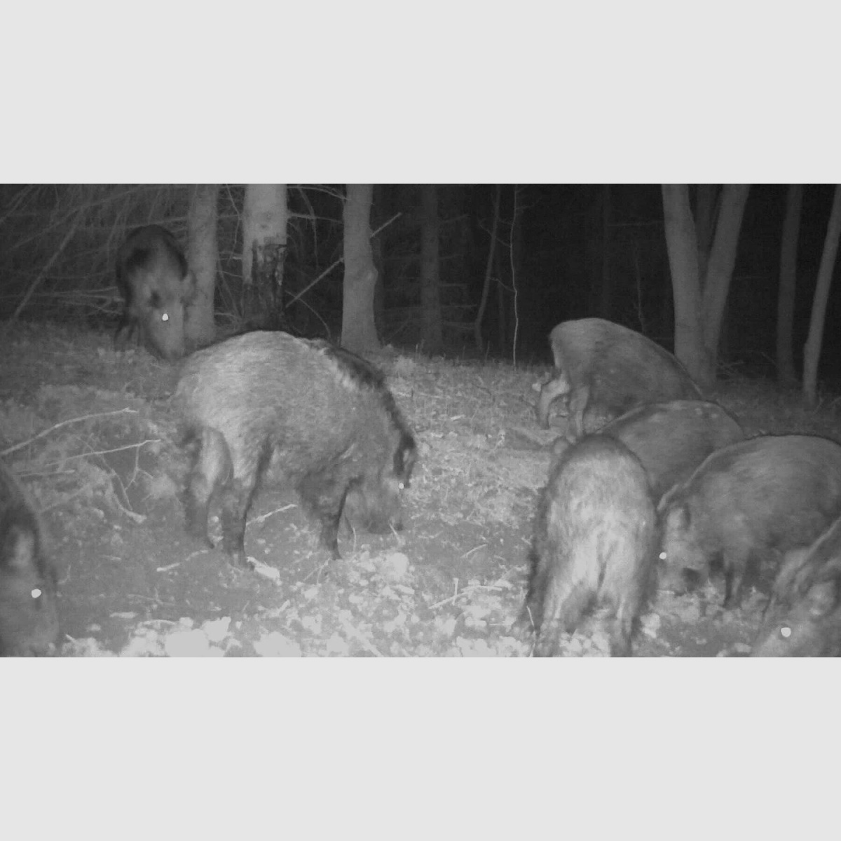 EUROHUNT Beukenhars 2,5 L/3 kg