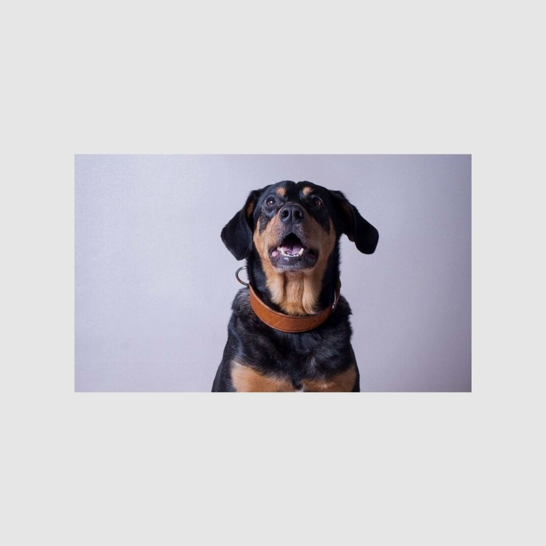 Das Lederband Hundehalsband Weinheim Maroon
