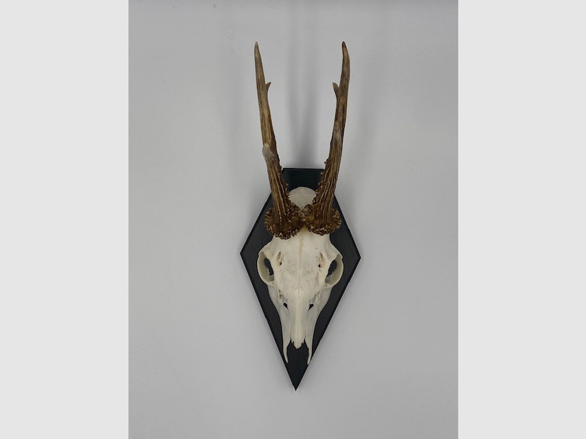 Gehörnbrett - Trophäenbrett Reh Waldtraut - Farbe schwarz, grau oder weiß