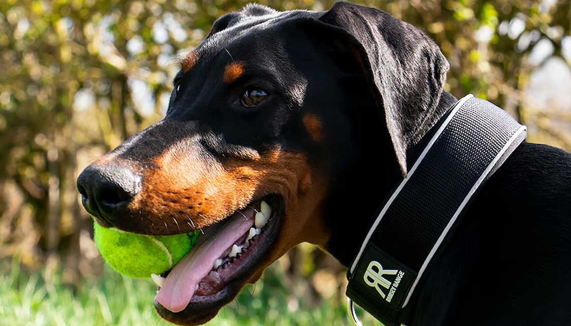 Dobermann - die wichtigsten Infos zur Hunderasse