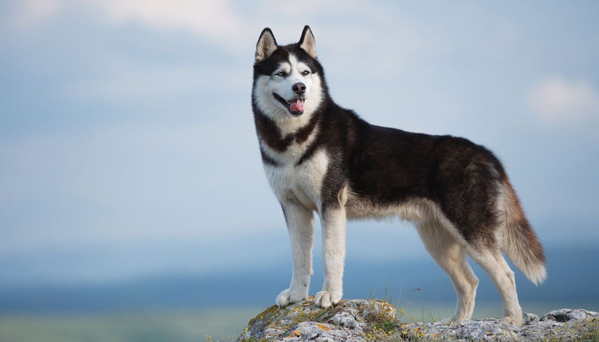 Rasseprofil: Siberian Husky