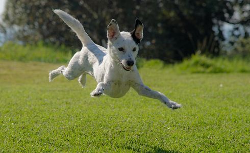 Hund entlaufen - was tun?