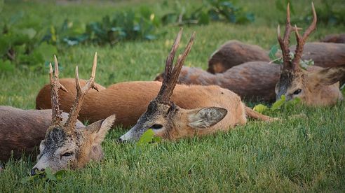 Kapitale Böcke aus Masuren / Polen - big roebucks in Masuria