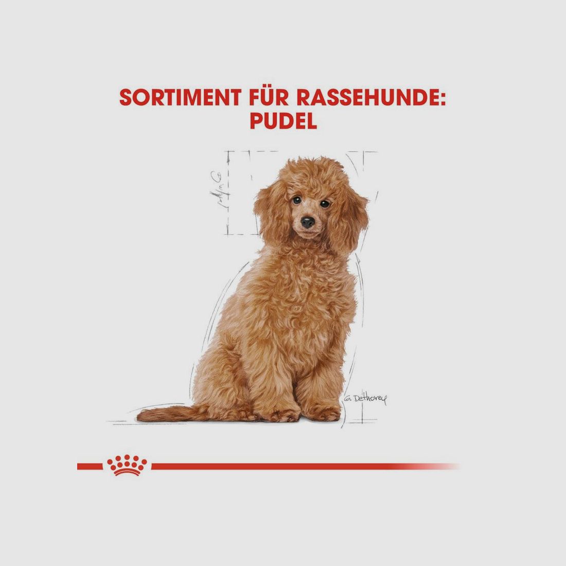 ROYAL CANIN Pudel Trockenfutter Welpen 3 Kg