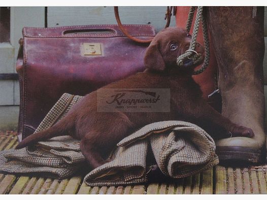 Grußkarte Chocolate Labrador Puppy 1