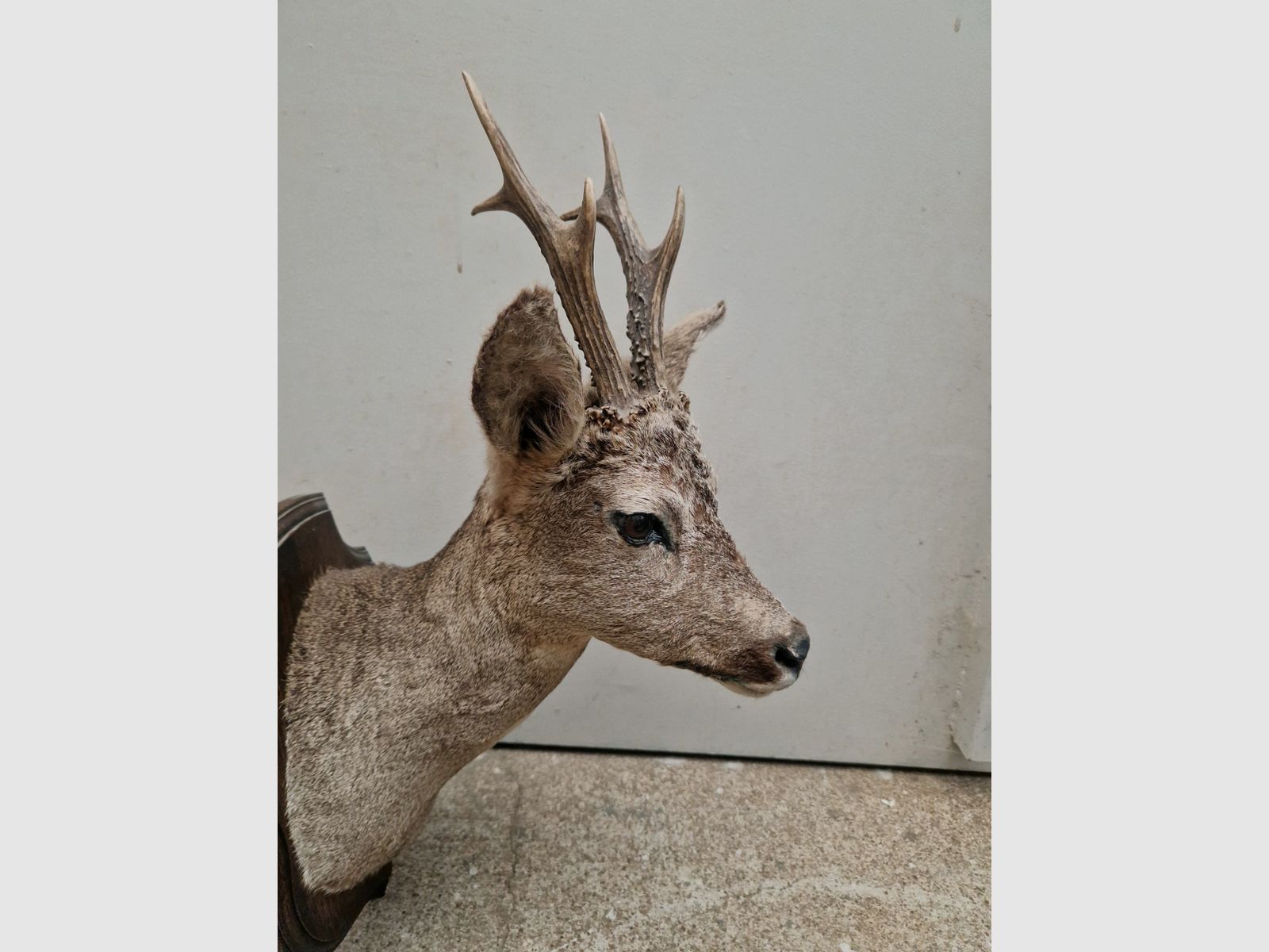 Taxidermie von Rehbock (Reh) auf Holzsockel, Bild 1 von 4