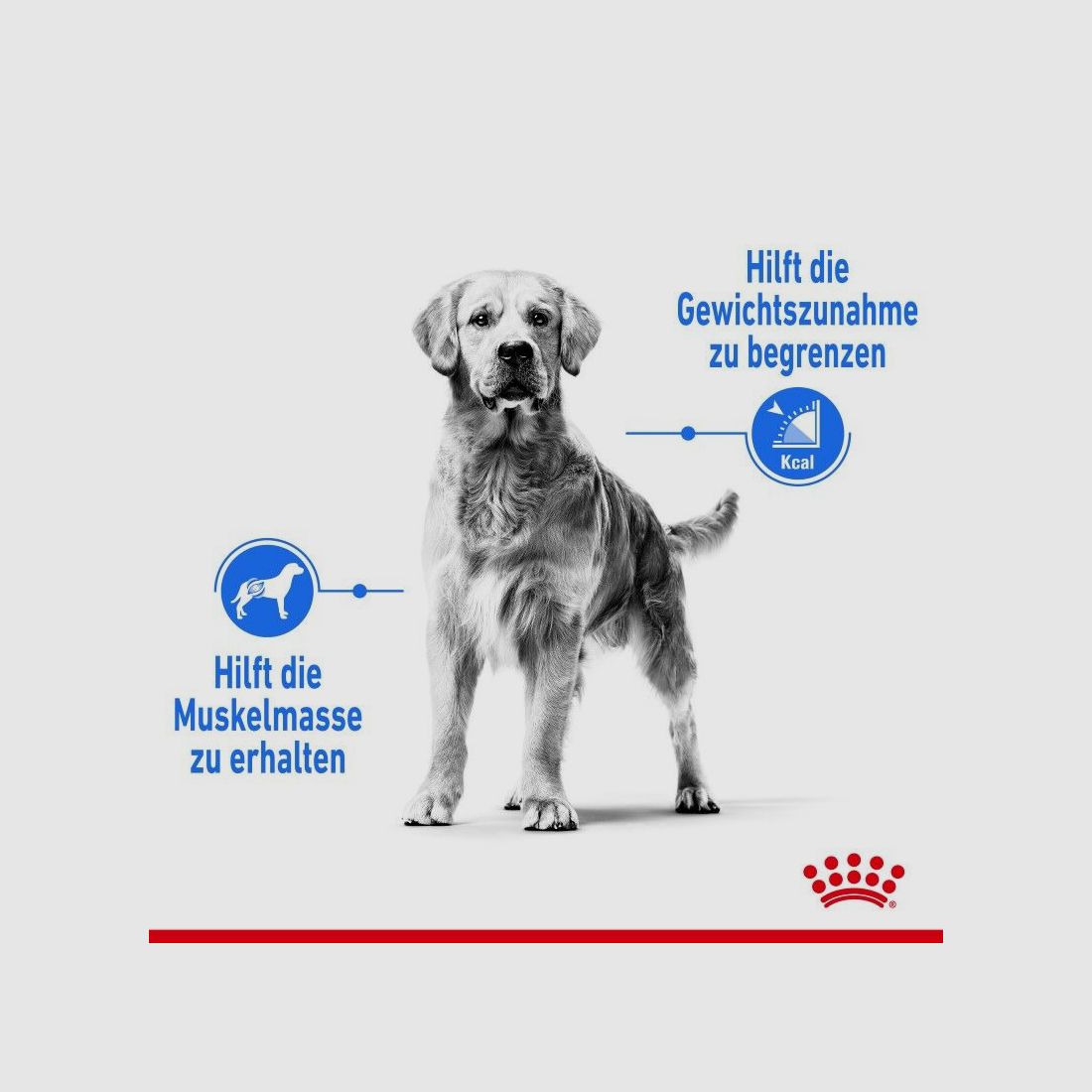 ROYAL CANIN Trockenfutter Light Weight Care Maxi für zu Übergewicht neigenden Hunden