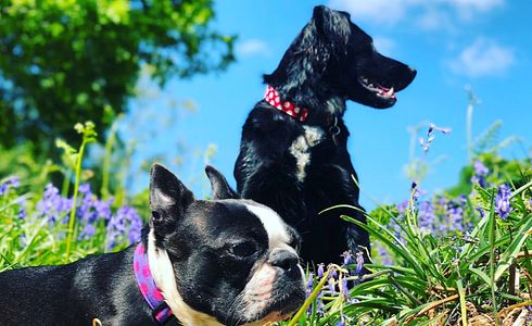 Warum leben kleine Hunde länger?