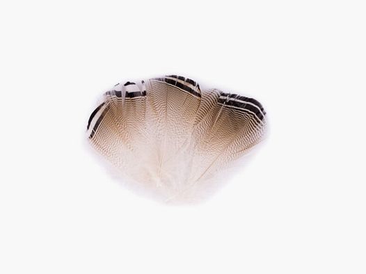 Wood Duck - Black/White Feather