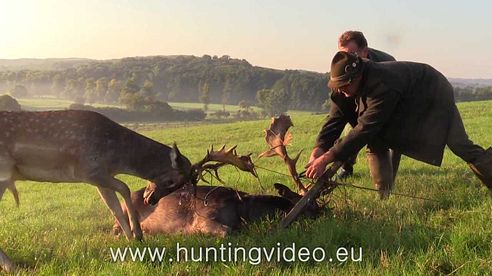 Fallow Buck Rescue in Hungary (HD)