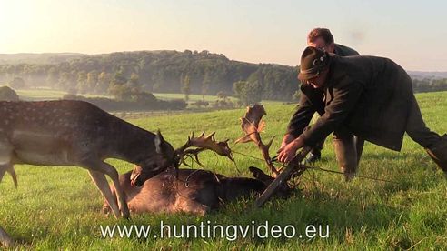 Fallow Buck Rescue in Hungary (HD)