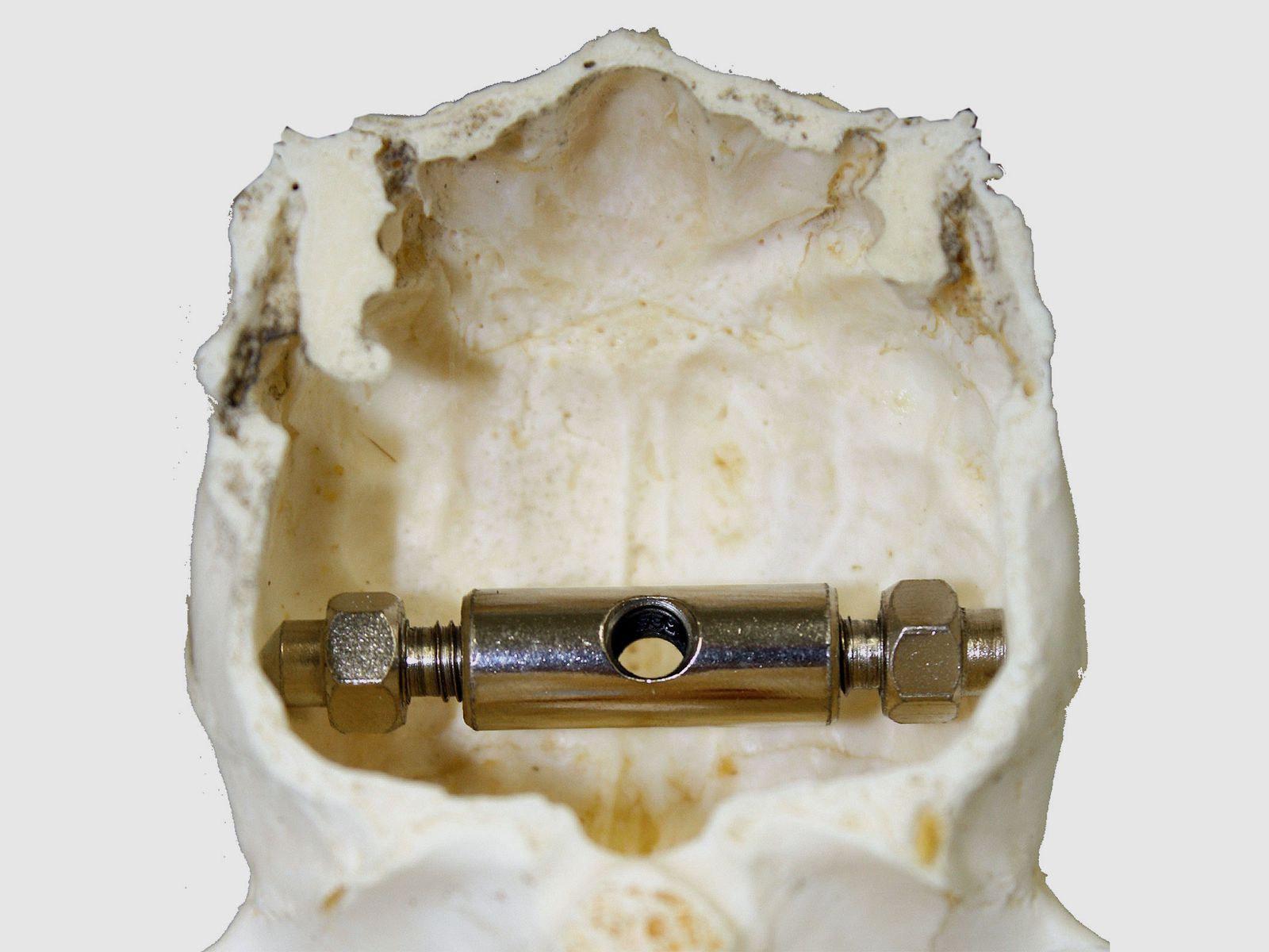 Antler clamp for deer 2 pieces