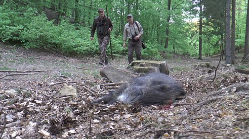 Rehbock und Sau auf der Pirsch in Pommern erlegt! Stalking roebuck and wild boar!