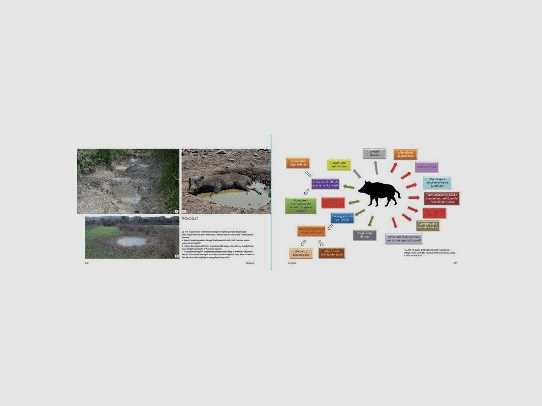 Hertachtigen: Ree, Hert, Damhert, Mufflon en Wild zwijn, afbeelding 7 van 9