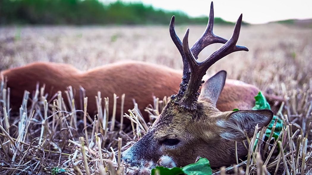 Bockjagd im Grenzland  | Teil 1 #Bockjäger