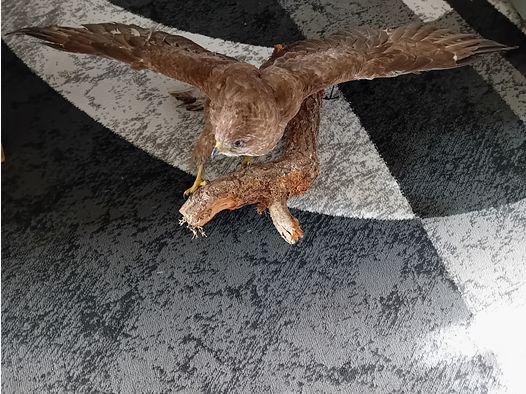 Schöner Mäusebussard präpariert auf einem Ast