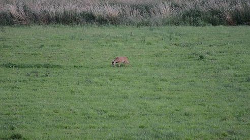 Roebuck hunting in Denmark, 11/7-16