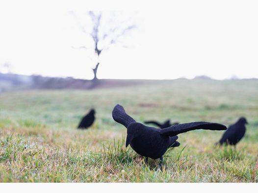 Beflockte Lockkrähe mit Flügeln
