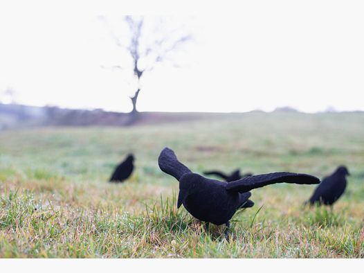 Feathered lock crow with wings
