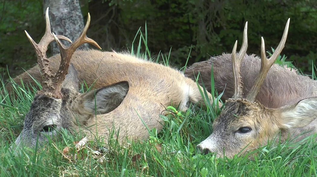 Zwei Rehböcke liegen im Feuer! Two Roe bucks dead in the tracks!