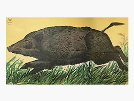 DJV cible de tir de chasse #6 jeune sanglier en fuite 163 x 86 cm