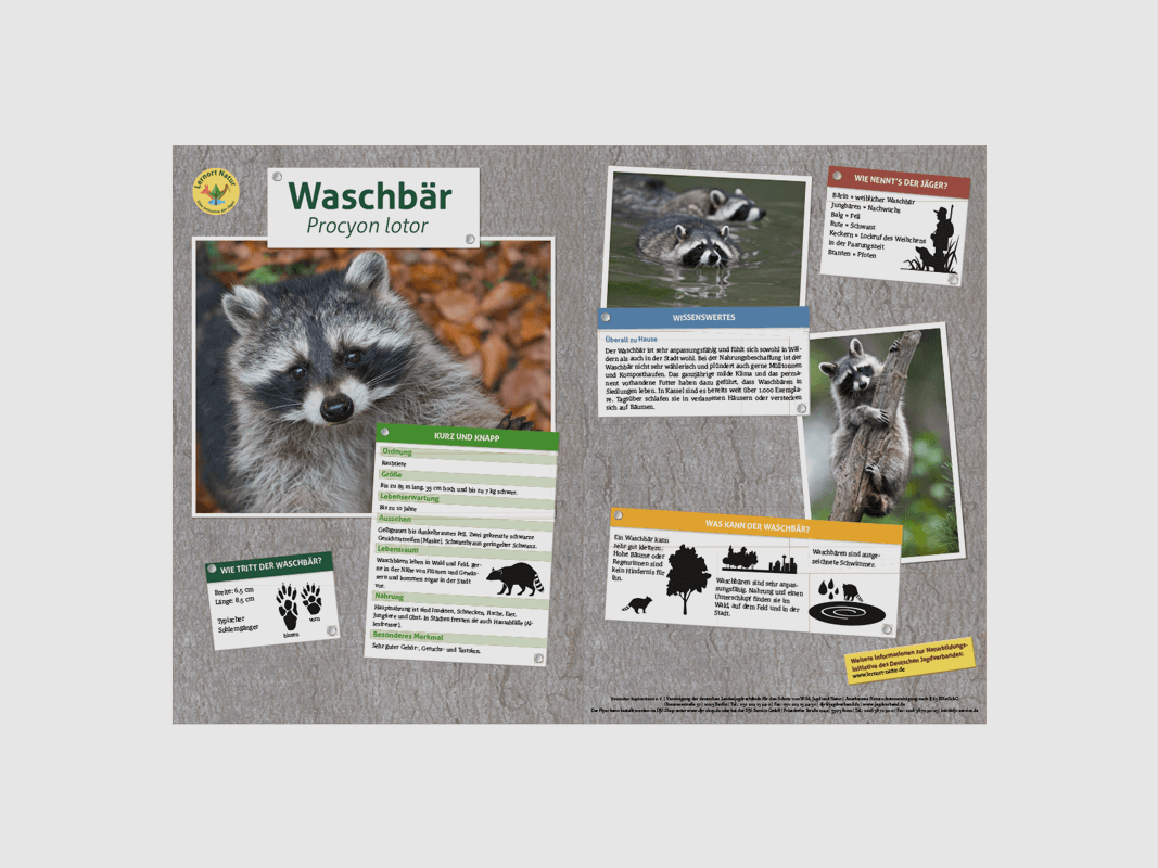 Learning Place Nature Animal Board DIN A3 Raccoon