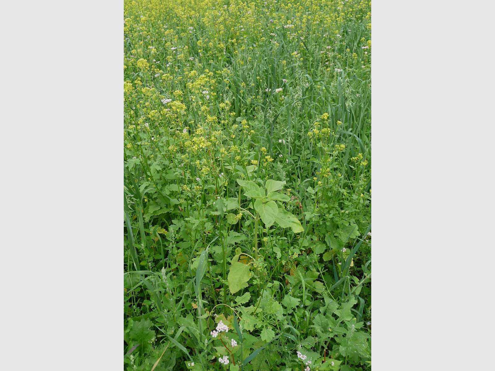 Wildackermischung für leichte Böden