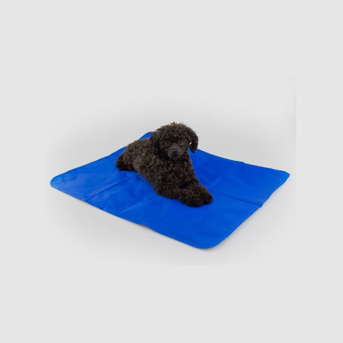 Procyon Hunde Kühlmatte