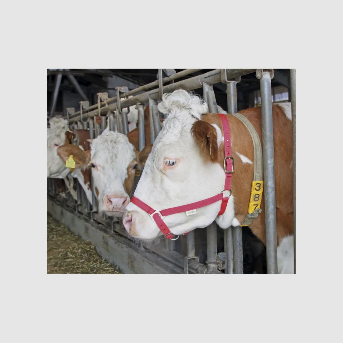 Nylon Halter for Cattle, image 1 of 3