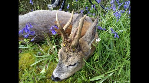 Hunting Giant English Roebucks- Bockjagd Mai