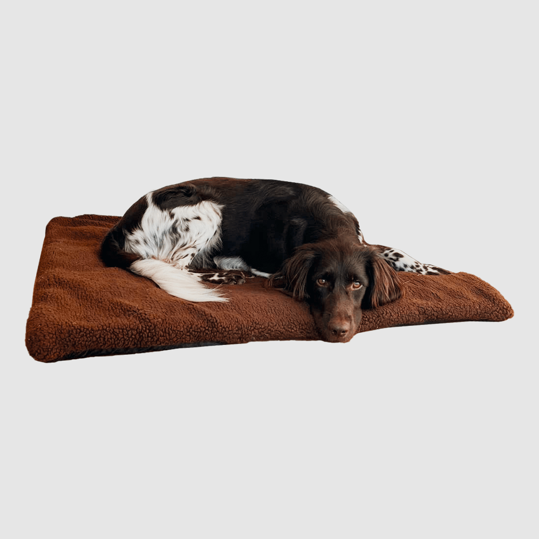 Blaser Hundedecke Argali