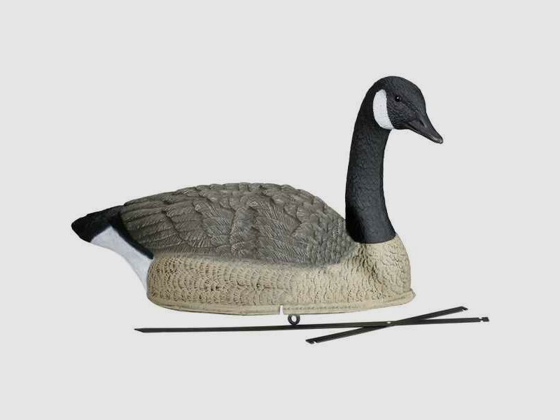 Lockvogel Kanadagans mit Haltestab