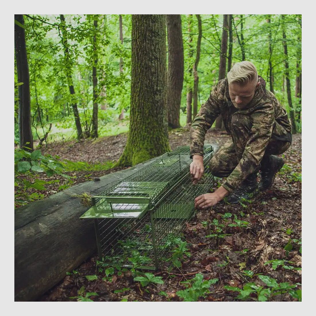 Trampa trampa captura viva - dos puertas abatibles