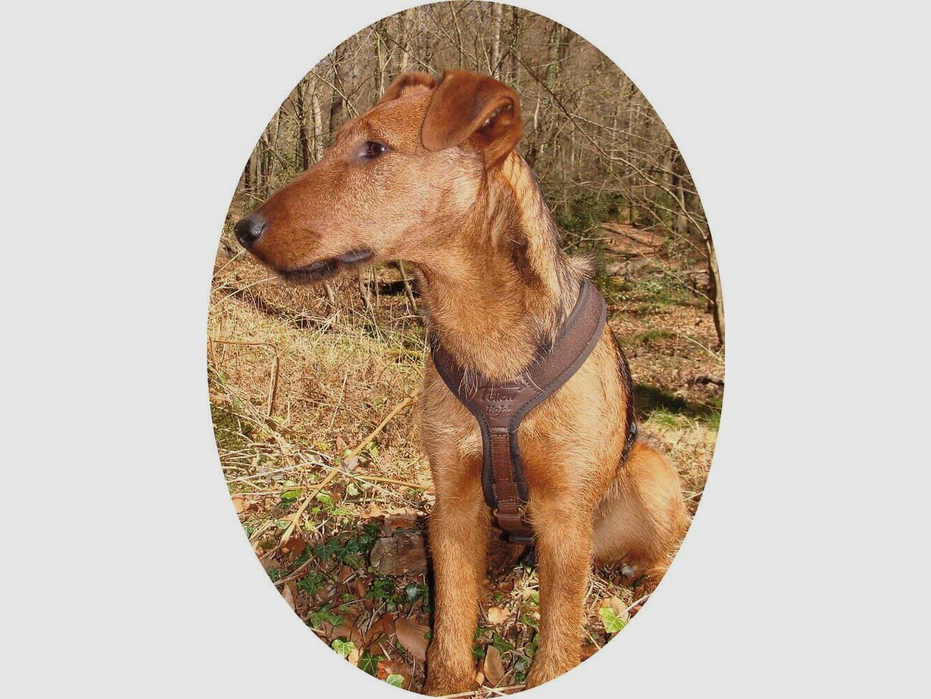 Niggeloh dog harness Follow light