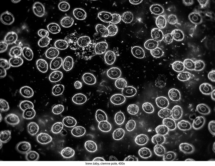 Delta Optical Genetic Pro binoculaire microscoop, afbeelding 49 van 52