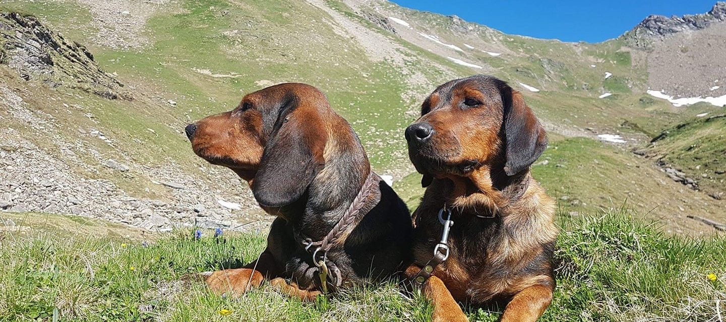 Breed Profile: Alpine Dachsbracke