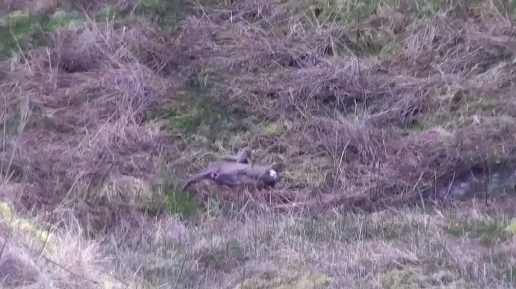 Roe Deer Stalking (First Roe Buck 2017) Scotland