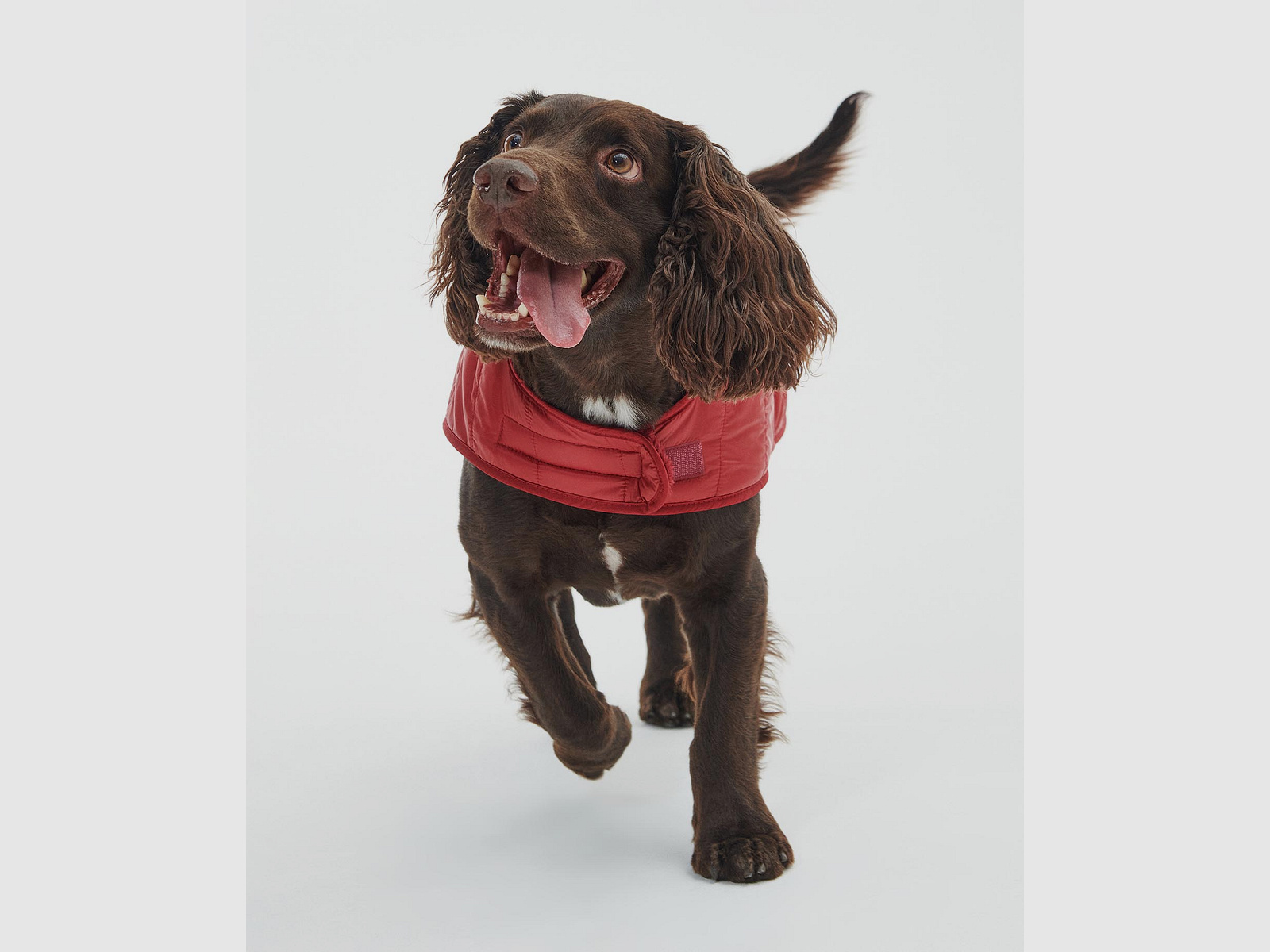 Barbour Hundemantel gesteppt mit Teddy-Futter