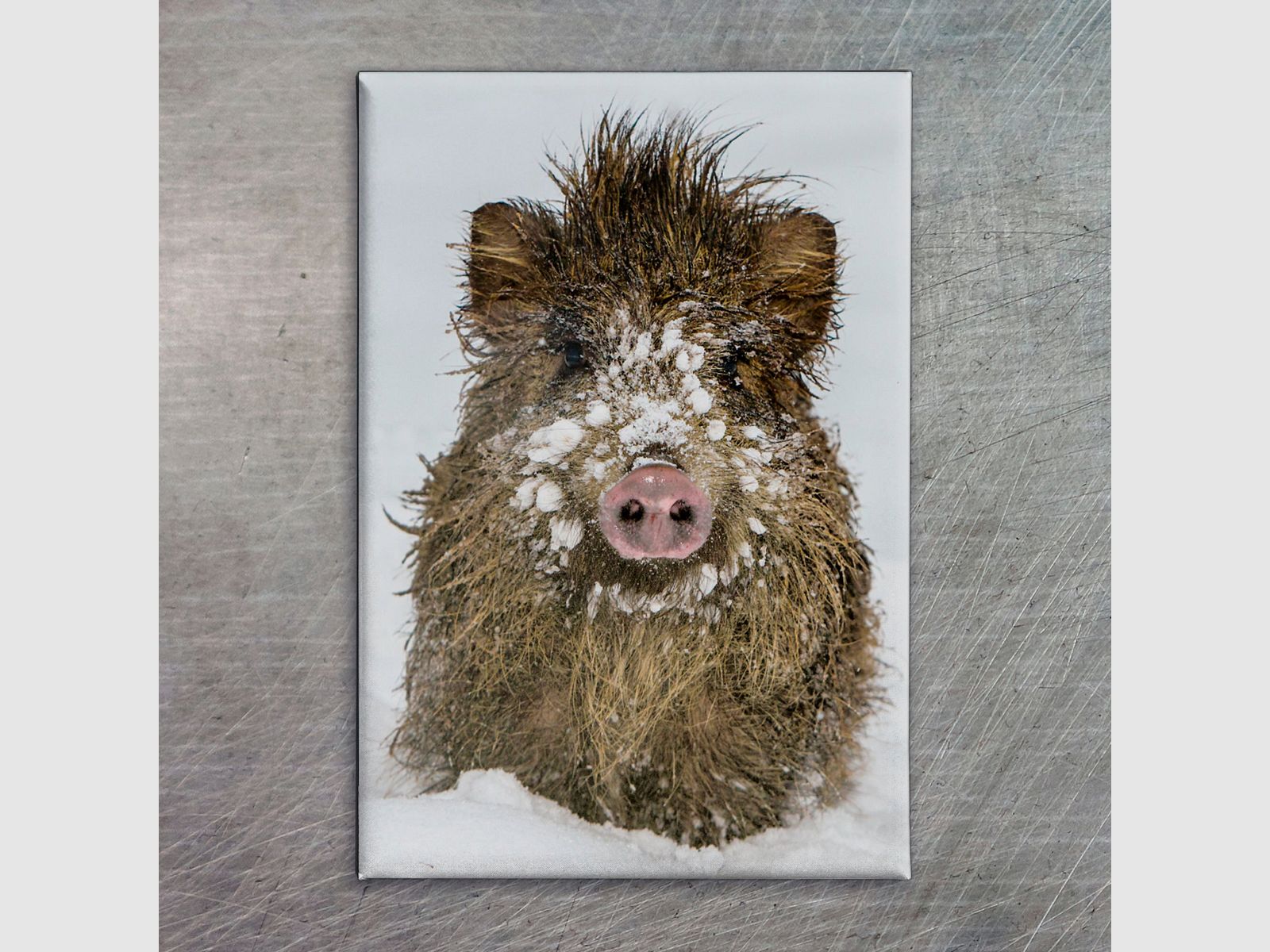 Khlschrankmagnet Wildschwein
