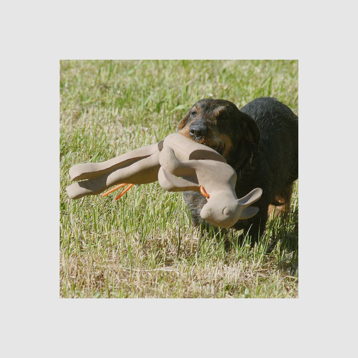 HUNTING Retrieving Rabbit