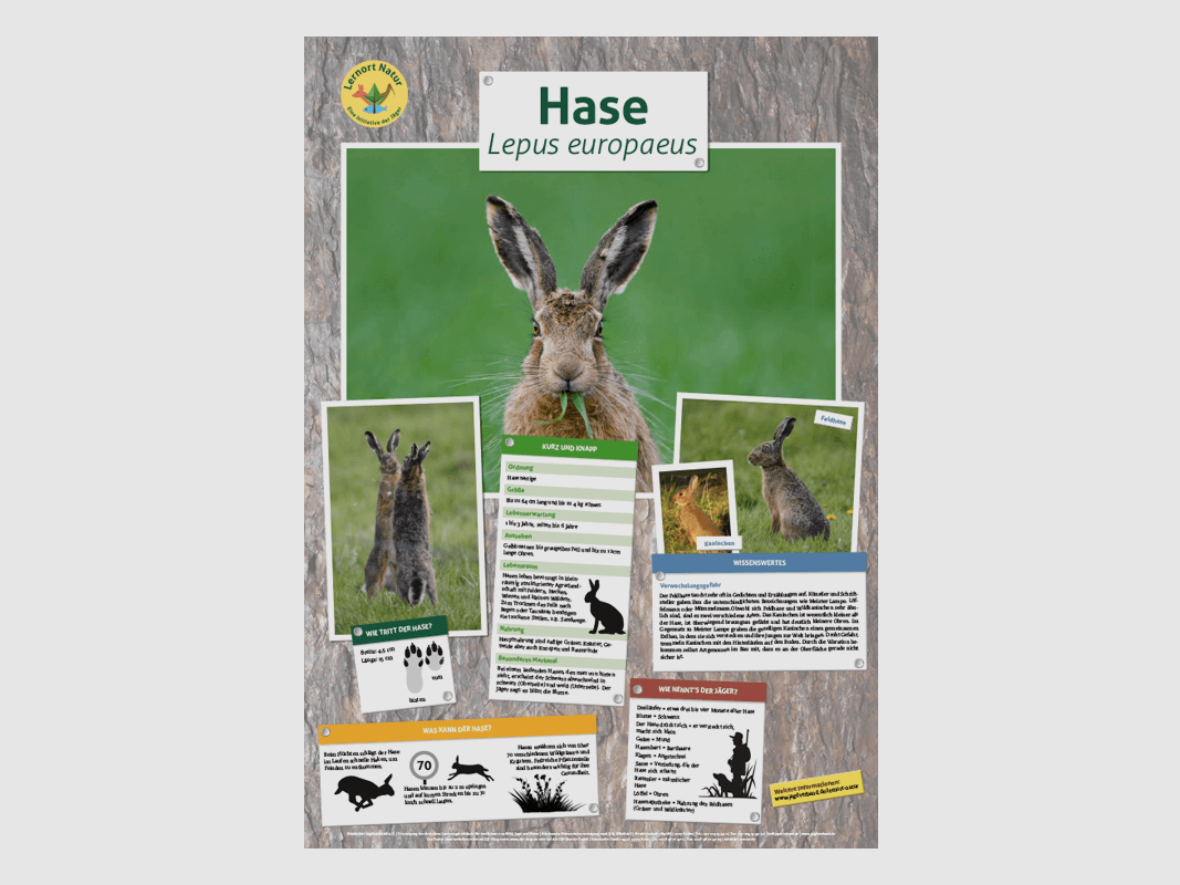 Lugar de aprendizaje naturaleza - Póster de animales liebre