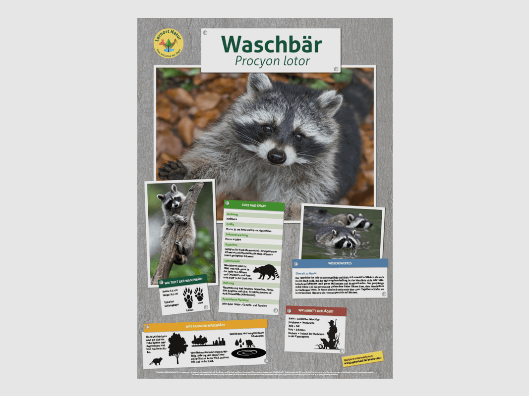 Lernort Natur-Tierposter Waschbär