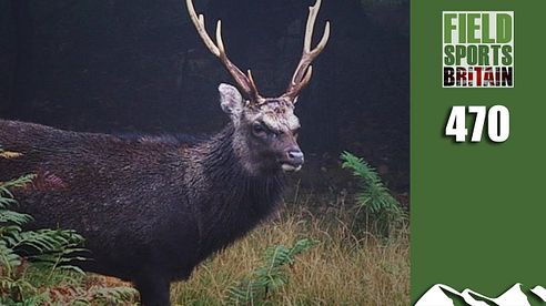 Fieldsports Britain - Stag Stalking Special